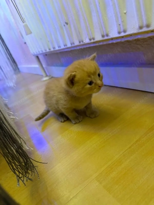 Zuckersüße Kätzchen suchen ein liebevolles Zuhause! Bild 4