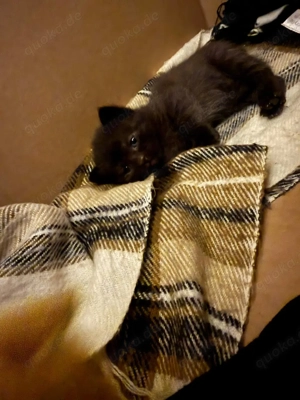 Zuckersüße Kätzchen suchen ein liebevolles Zuhause! Bild 2