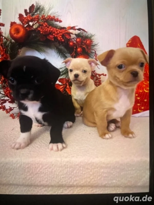 Chihuahua Welpen suchen neu family