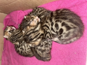 Süße und verspielte reinrassige Bengalkitten suchen ein neues behagliches Zuhause.