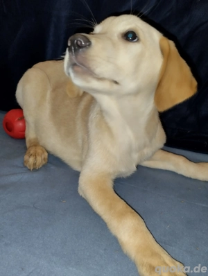 Labrador Mischling schwarz, gelb-blond