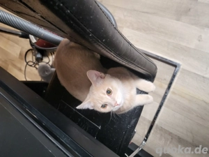 mein kleiner Kater 