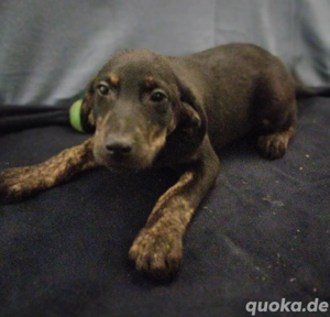 Labrador Mischling schwarz, grau, Bild 9