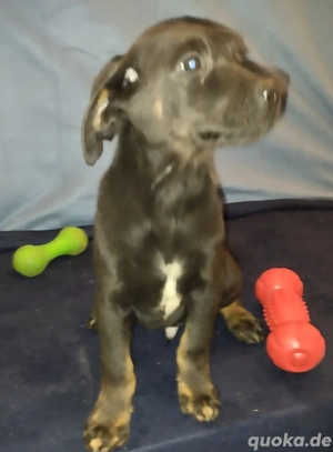 Labrador Mischling schwarz, grau, Bild 7