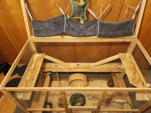 Degus (zwei Stück) handzahm und mit Zubehör  Bild 9