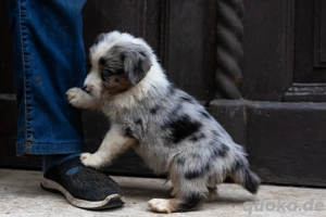 Australian Shepherd Welpen ohne Papiere  Bild 2