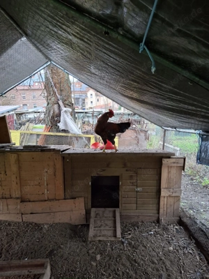 Hahn - Jungtiere 2025 Bild 4