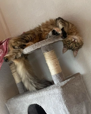 maine-coon katze nala Bild 3