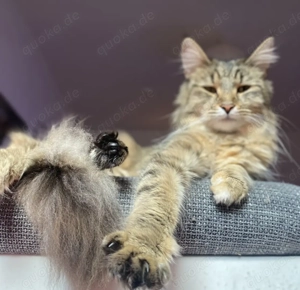 maine-coon katze nala Bild 2