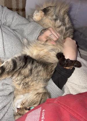 maine-coon katze nala Bild 5