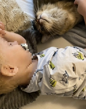 maine-coon katze nala Bild 4