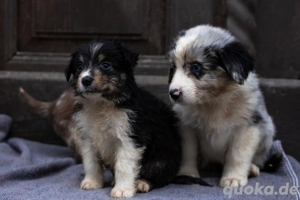 Australian Shepherd Welpen ohne Papiere  Bild 3