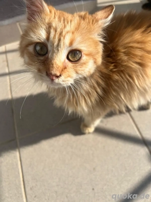 2 weibchen und 1 männchen suchen ein zuhause