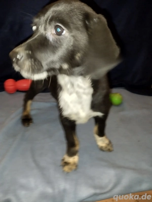 Labrador Mischling schwarz, grau, Bild 10