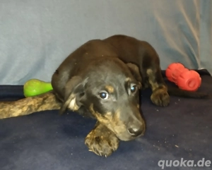 Labrador Mischling schwarz, grau, Bild 5