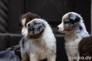 Australian Shepherd Welpen ohne Papiere  Bild 5