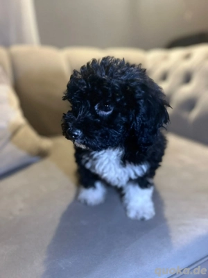weibliche havanezer welpe 