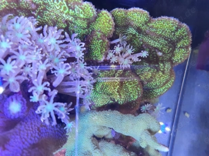 Korallen Meerwasser Ableger Aquarium Bild 2