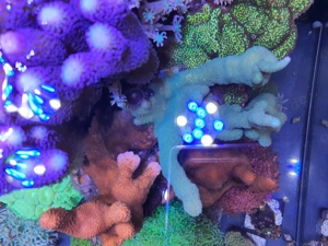 Korallen Meerwasser Ableger Aquarium Bild 3