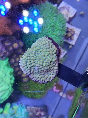 Korallen Meerwasser Ableger Aquarium Bild 6