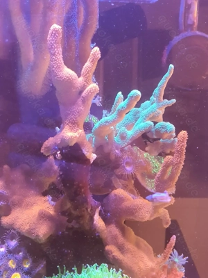 Korallen Meerwasser Ableger Aquarium Bild 4