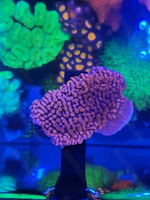 Korallen Meerwasser Ableger Aquarium Bild 5