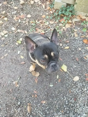 Ich suche ein Neues zuHause für meine englische,  französische Bulldogge 