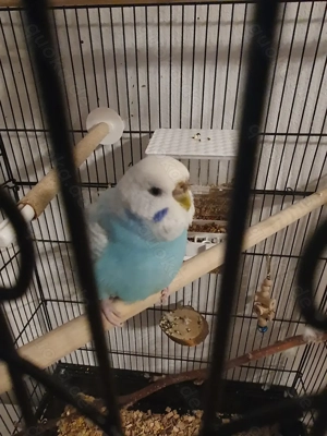 Wellensittichhenne zu verschenken