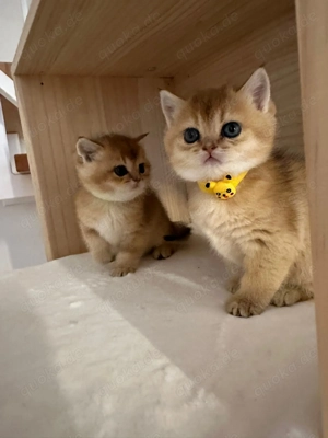 Wunderschönes kitten sucht ein liebevolles neues zuhause