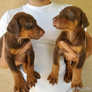 Entzückende    Dobermann-Welpen (männlich und weiblich) abzugeben