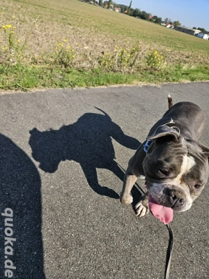 old Englisch Bulldog Hündin 