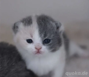 Britisch Kurzhaar-Kätzchen zur Adoption