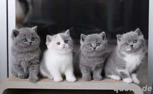 Britisch Kurzhaar-Kätzchen zur Adoption