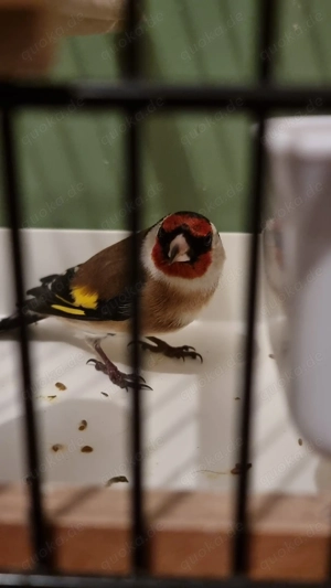 Stieglitz männlich  2 jahre alt 