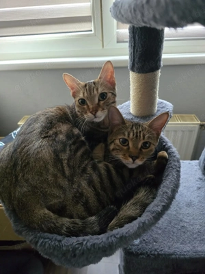 2 kitten 10 Monate abzugeben 