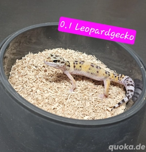 0.1 Leopardgecko zu verkaufen