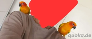 Sonnensittich-Pärchen (ca. 1 Jahr und 4 Monate alt) abzugeben