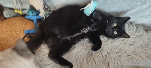   Kater Brüder !  6  Monate Heilige Birmamix !  