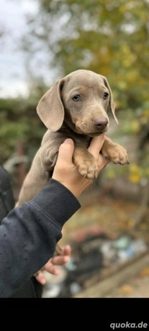 Zwergdackel welpen in sonderfarbe