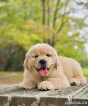 Entzückende Golden-Retriever-Welpen suchen ein neues Zuhause.