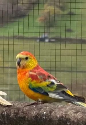 Suche Singsittich wie auf dem Bild! 