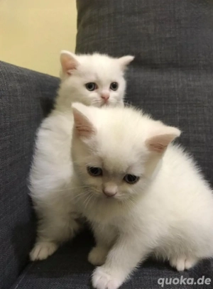 BKH Kätzchen noch 2 suchen ein zuhause 