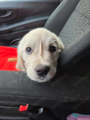 Golden Retriever, weiss, weiblich