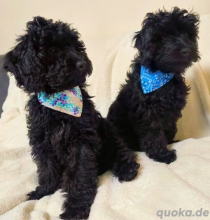 Schnoodle Welpen(Schnauzer Zwergpudel)