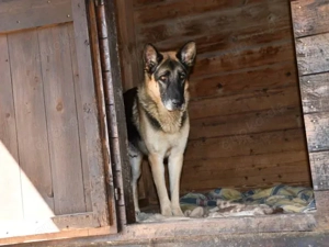Airon sucht sein Zuhause (noch auf Sardinien) Bild 6