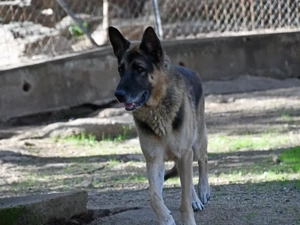 Airon sucht sein Zuhause (noch auf Sardinien) Bild 5