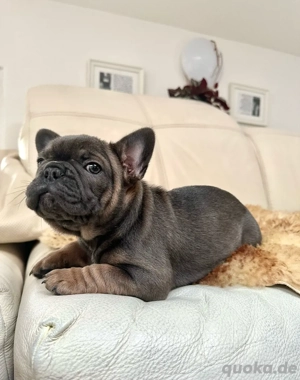 Exklusive!Wunderschöne Französische Bulldoggen Welpen. 