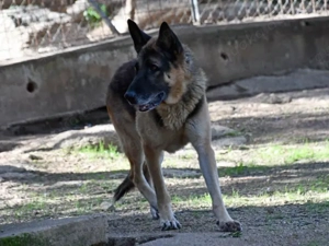 Airon sucht sein Zuhause (noch auf Sardinien) Bild 3