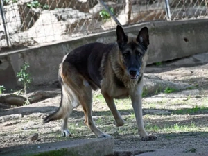 Airon sucht sein Zuhause (noch auf Sardinien) Bild 4