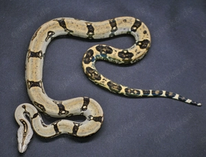 Boa c. Longicauda high yellow 2023 1.0  - For Hamm 